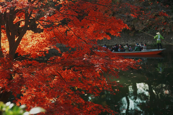 弘前城菊と紅葉まつり2025：古城を彩る秋の絶景と菊の芸術を堪能しよう！