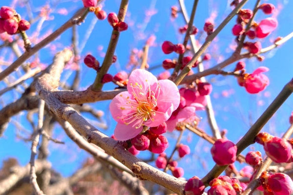 今年で130回目を迎える水戸の梅まつり