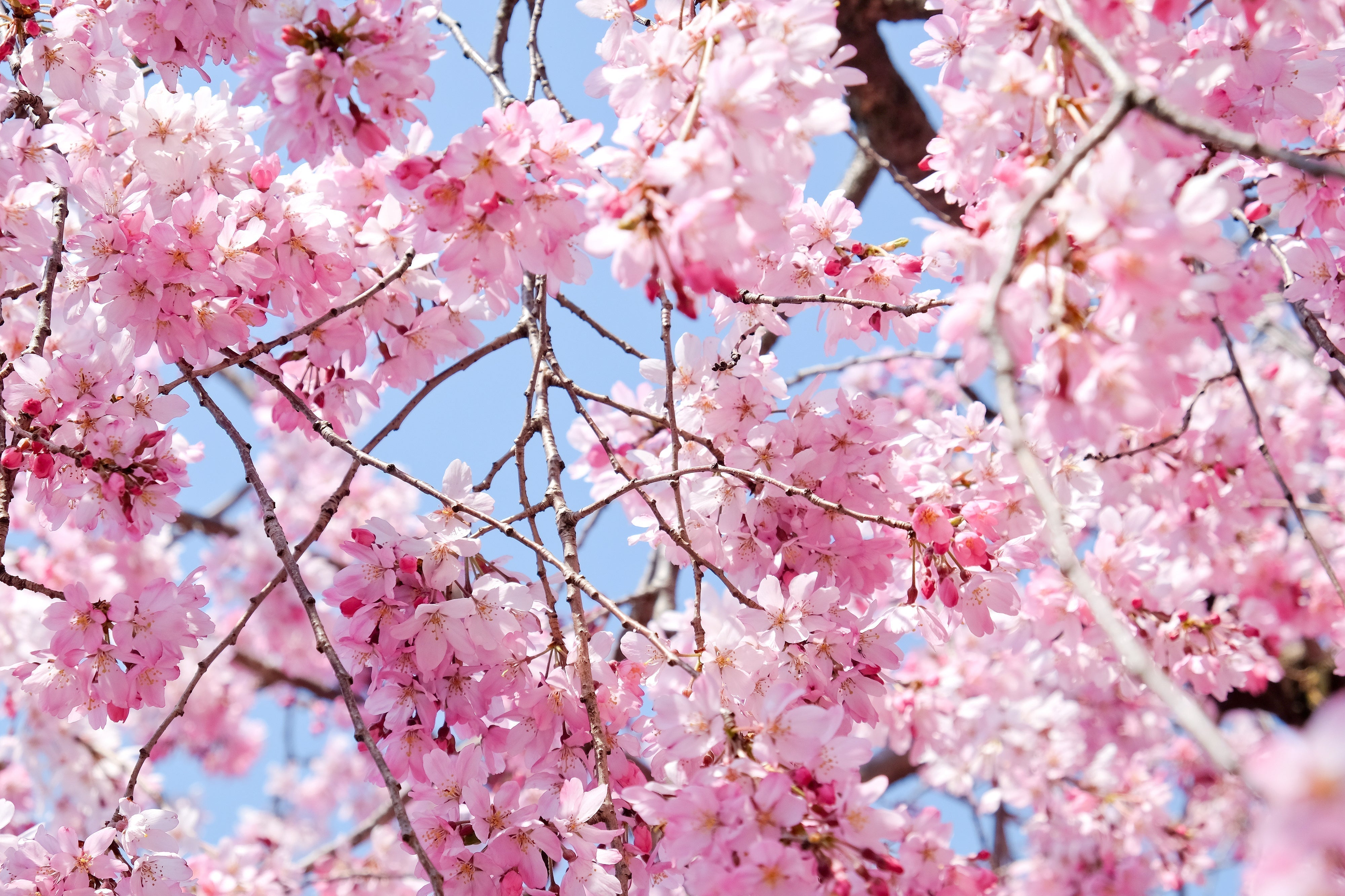 今年のお花見、どこに行く？