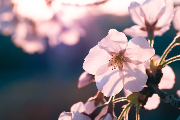 色が語る、これからの一年。2026年はハートフェルトピンク