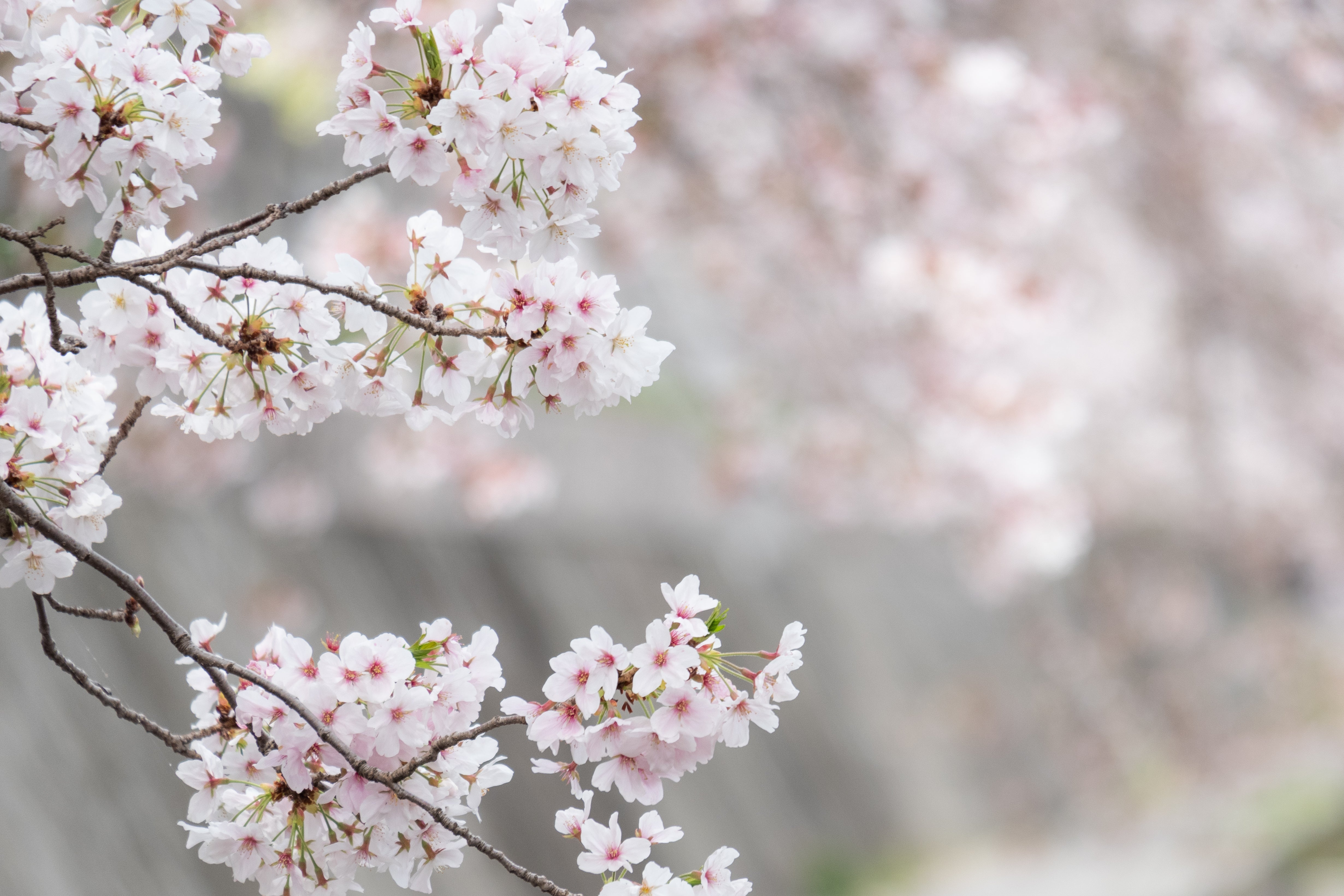 一足先に春の訪れを。日本の職人が届ける桜アイテム
