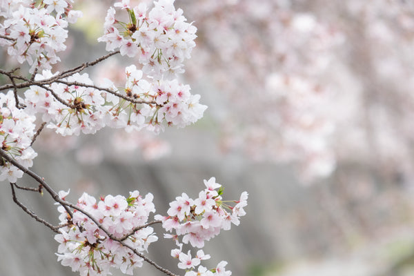 一足先に春の訪れを。日本の職人が届ける桜アイテム